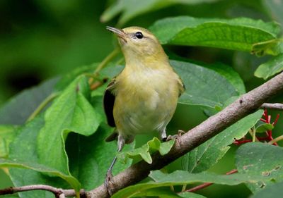 Tennessee Warbler