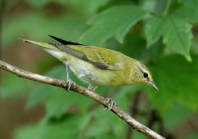 Tennessee Warbler