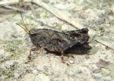 Tettigidea lateralis; Black-sided Pygmy Grasshopper