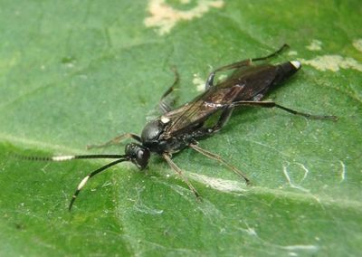 Vulgichneumon brevicinctor; Ichneumon Wasp species
