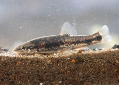 Western Blacknose Dace