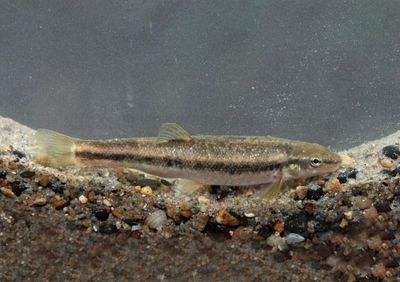 Western Blacknose Dace 