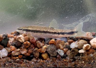 Western Blacknose Dace