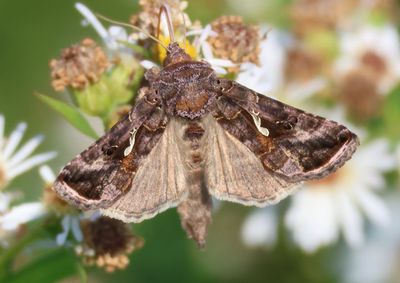 8908 - Autographa precationis; Common Looper Moth