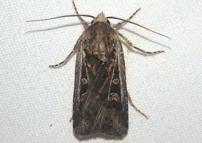 10731 - Euxoa auxiliaris; Army Cutworm Moth