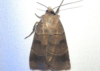 10955 - Agnorisma badinodis; Pale-banded Dart