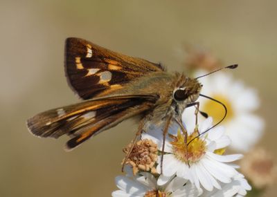 Atalopedes campestris; Sachem; female
