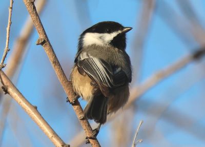 Black-capped Chickadee