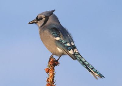 Blue Jay