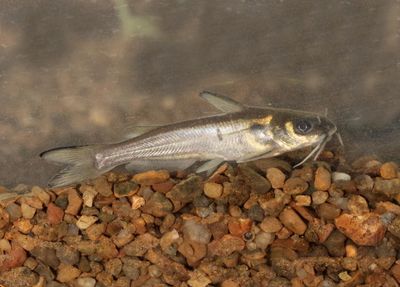 Channel Catfish