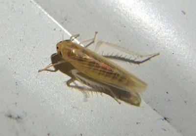 Dalbulus maidis; Corn Leafhopper; exotic