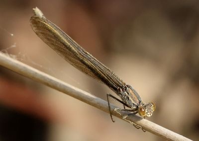 Hetaerina americana; American Rubyspot; female