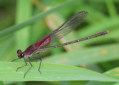 Hetaerina americana; American Rubyspot; male