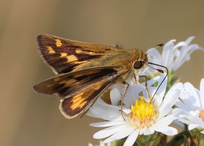 Hylephila phyleus; Fiery Skipper; female