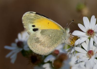 Nathalis iole; Dainty Sulphur