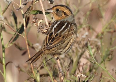 Nelson's Sparrow