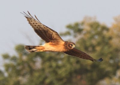 Northern Harrier; female