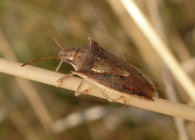 Oebalus pugnax; Rice Stink Bug