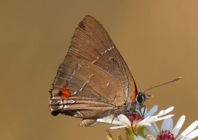 Parrhasius m-album; White-M Hairstreak