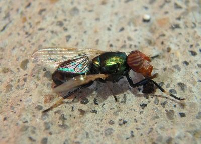 Physiphora alceae; Picture-winged Fly species; exotic