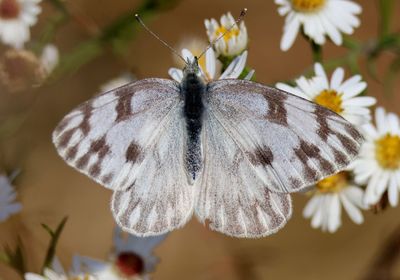 Pontia protodice; Checkered White; female