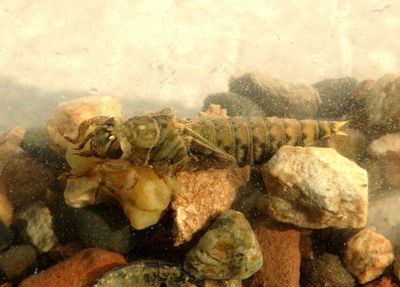 Progomphus obscurus; Common Sanddragon nymph