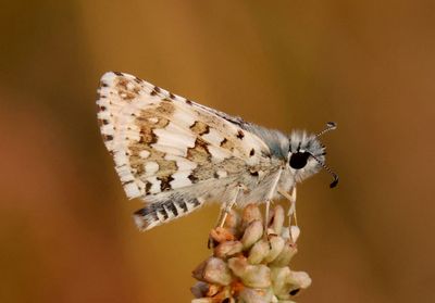 Pyrgus communis; Common Checkered Skipper