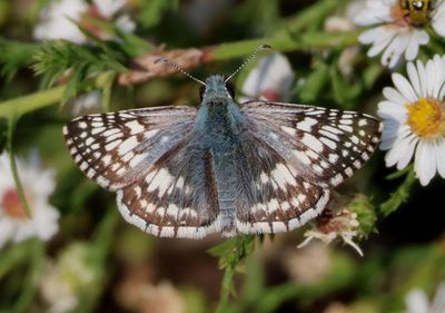 Pyrgus communis; Common Checkered Skipper