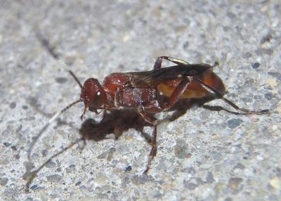 Ichneumoninae Ichneumon wasp species; male