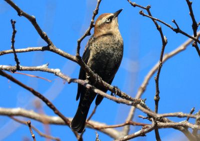Rusty Blackbird; basic male