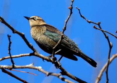 Rusty Blackbird; basic male