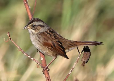 Swamp Sparrow; basic
