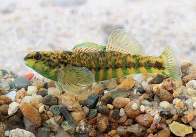 Freshwater Fish of North America