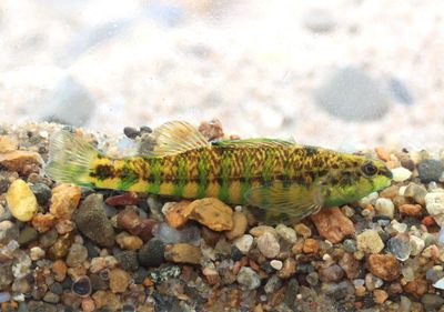 Banded Darter 