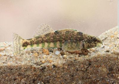 Banded Darter 