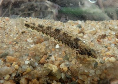 Banded Darter