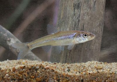 Bigmouth Shiner