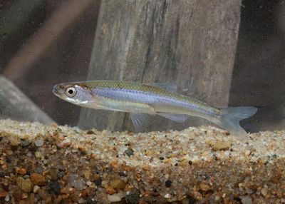 Carmine Shiner