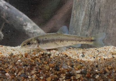Central Stoneroller