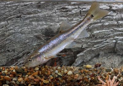 Creek Chub