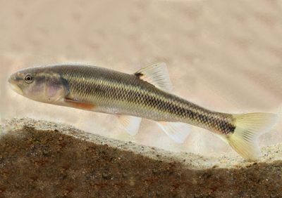 Creek Chub