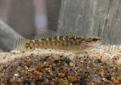 Fantail Darter