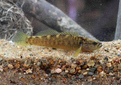 Fantail Darter 