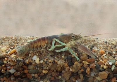 Faxonius rusticus; Rusty Crayfish
