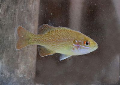 Green Sunfish 