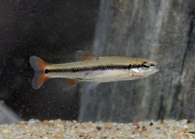 Hornyhead Chub 