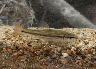 Hornyhead Chub