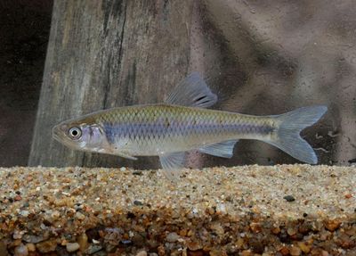 Spotfin Shiner