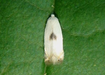 0119 - Pseudopostega cretea; Pygmy Leafmining Moth species