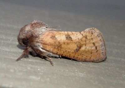0372 - Acrolophus plumifrontella; Eastern Grass-tubeworm Moth